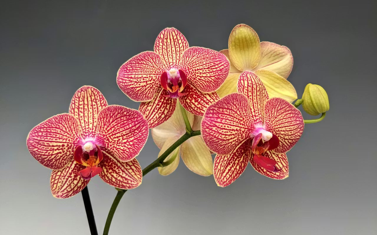 Orchid Cymbidium Flower seeds for Planting - Long Bloom Season, Heirloom & GMO Free Seeds for Home Garden