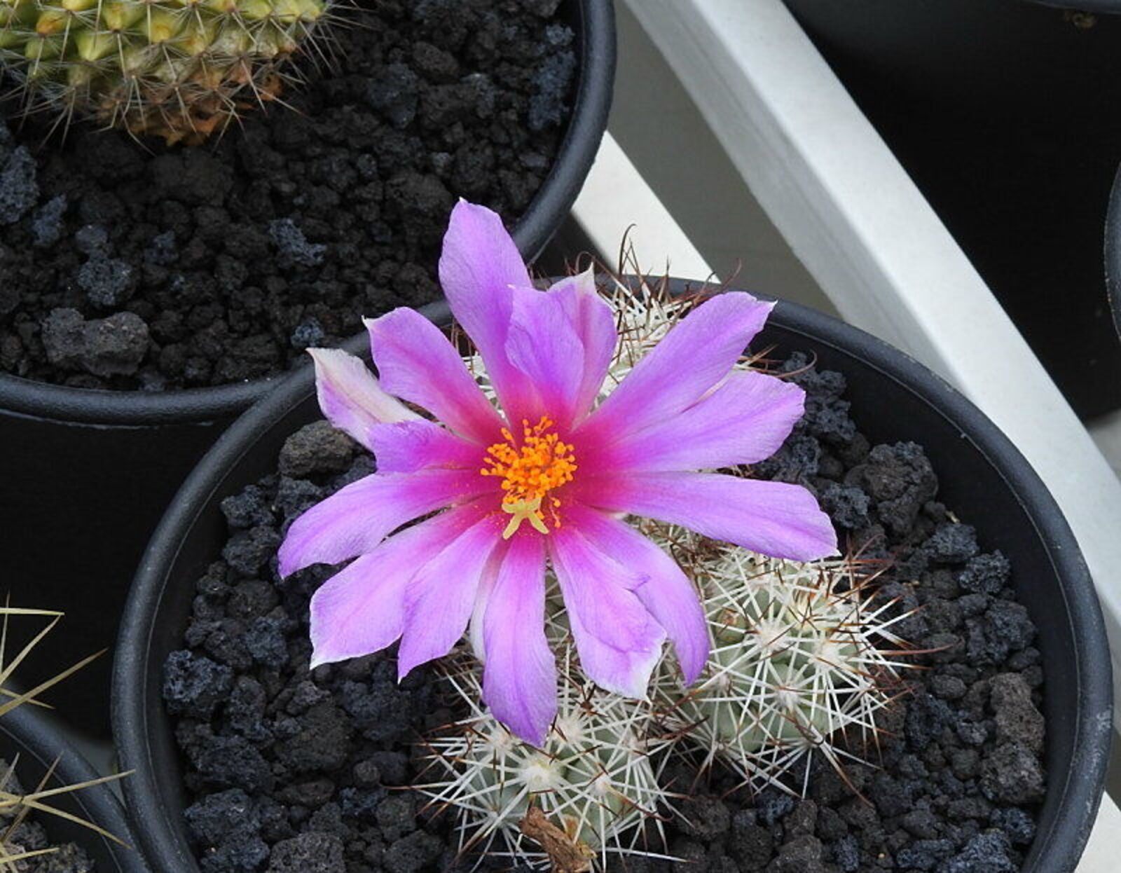 Mammillaria Flower seeds for Planting - Easy to Grow, Heirloom & GMO Free Seeds for Home Garden