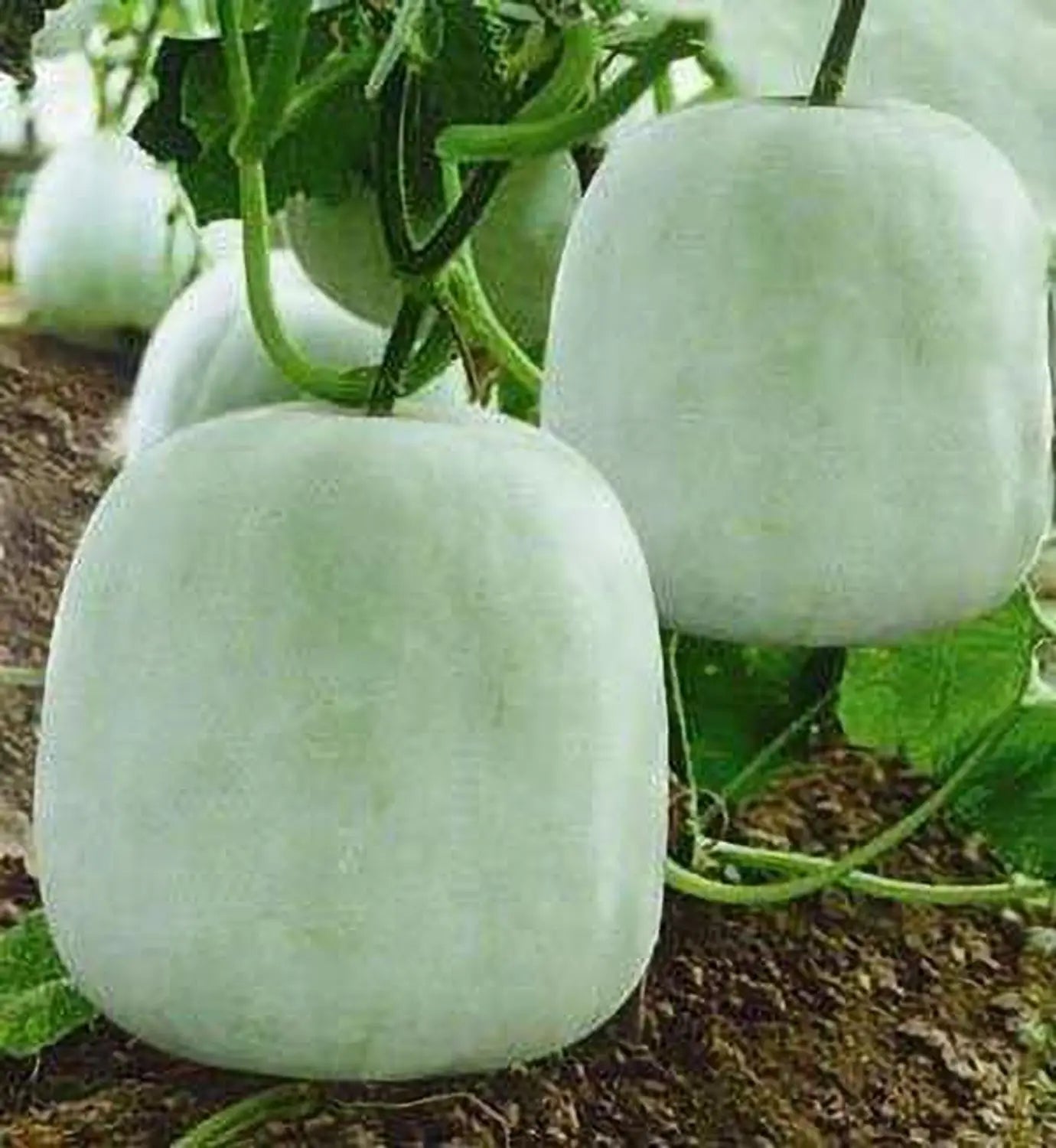 Super Big Winter Melon Seeds for Planting  Premium Vegetable Seeds