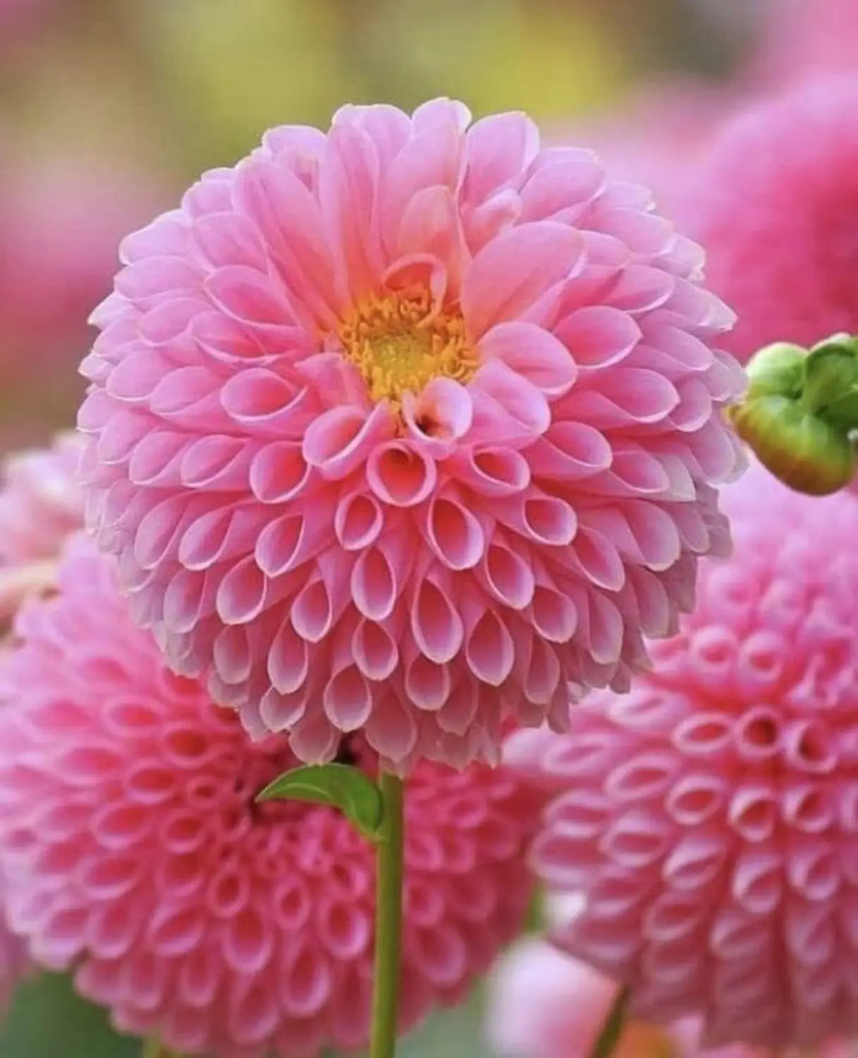 Pink Pompon Dahlia Flower seeds for Planting - Cottage Garden Essential, Heirloom & GMO Free Seeds for Home Garden