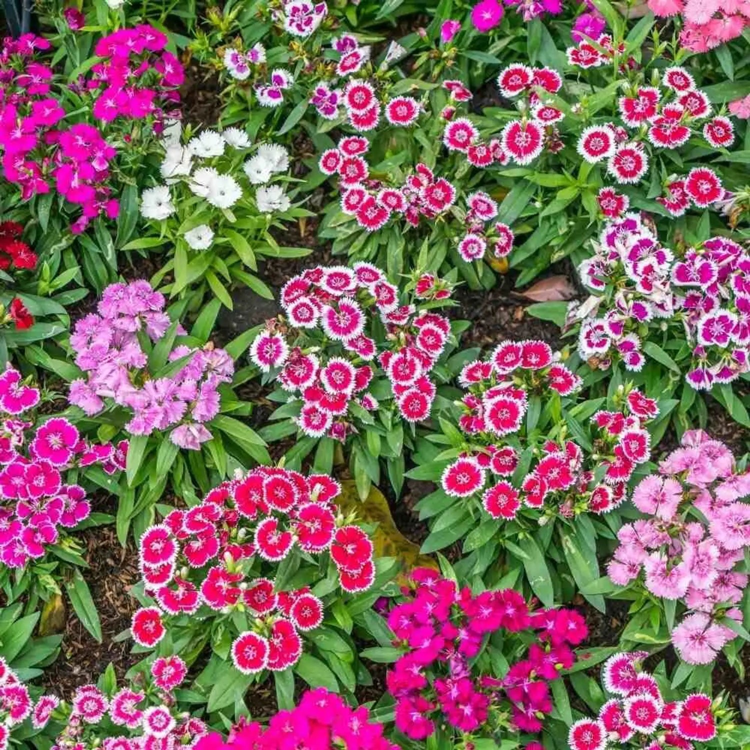 Dianthus Red White Flower seeds for Planting - Cottage Garden Essential, Heirloom & GMO Free Seeds for Home Garden