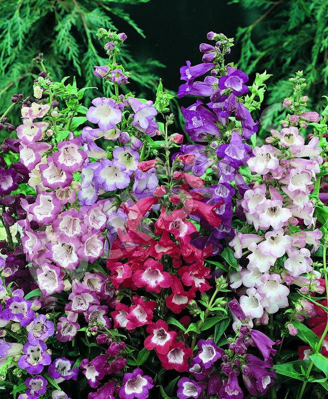 Mixed Penstemon Flower Seeds for Planting
