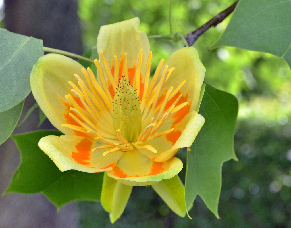 Tulpenbaum Flower seeds for Planting - Sun Loving, Heirloom & GMO Free Seeds for Home Garden