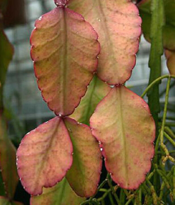 Brown Rhipsalis Elliptica Seeds For Easy Planting