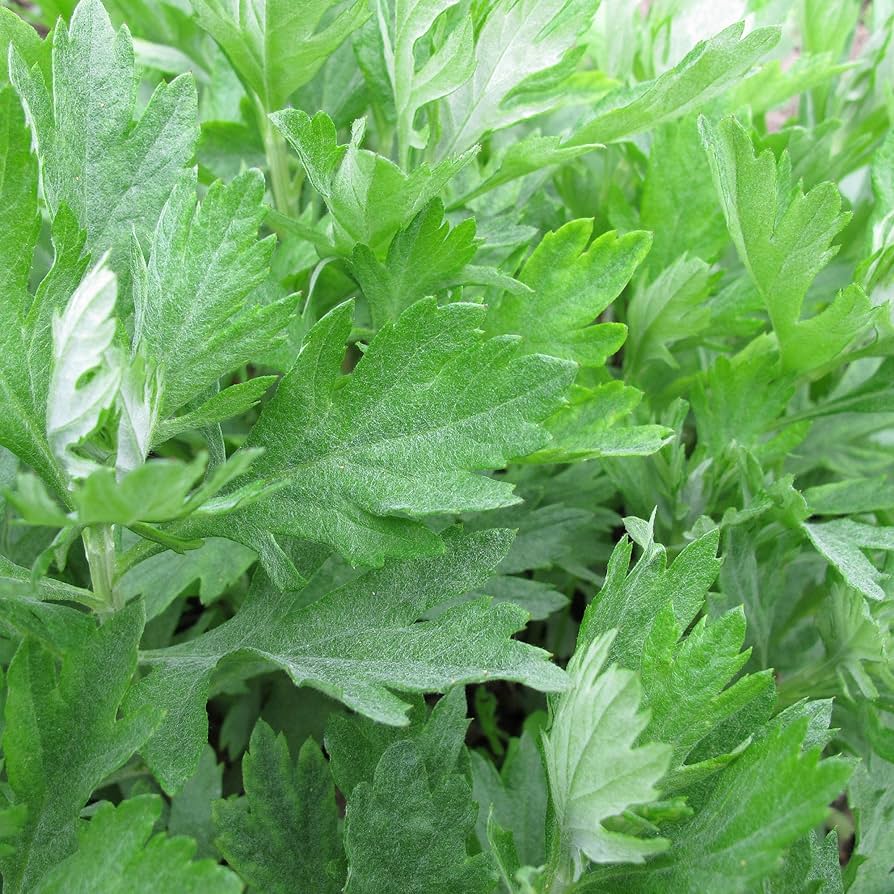 Premium Artemisia Argyi Seeds for Garden Planting
