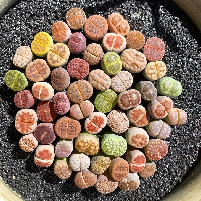 Stapelia Pulchella Seeds for Planting home garden flower bed