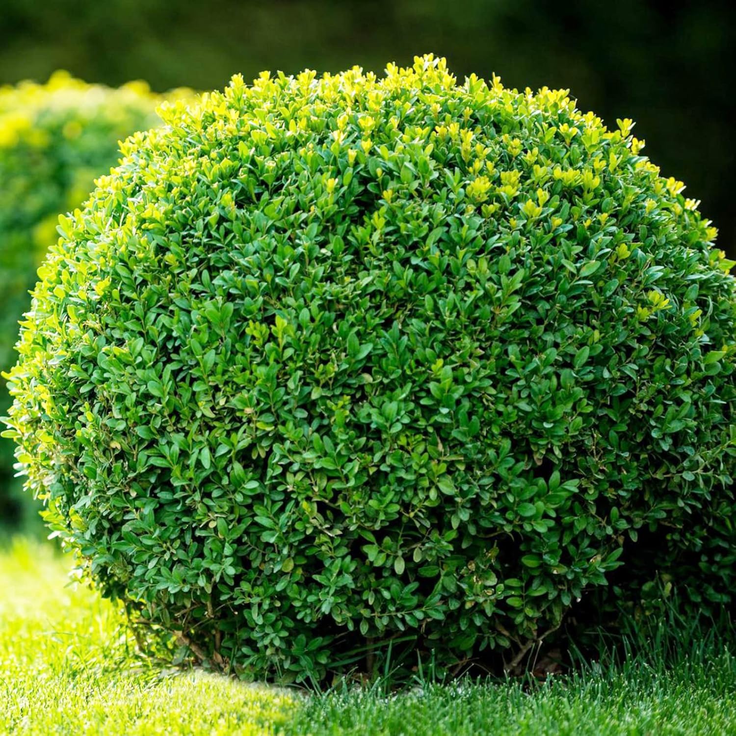 Japanese Boxwood Seeds Buxus Microphylla Broadleaf Evergreen Deer & Rabbit Resistant Low
