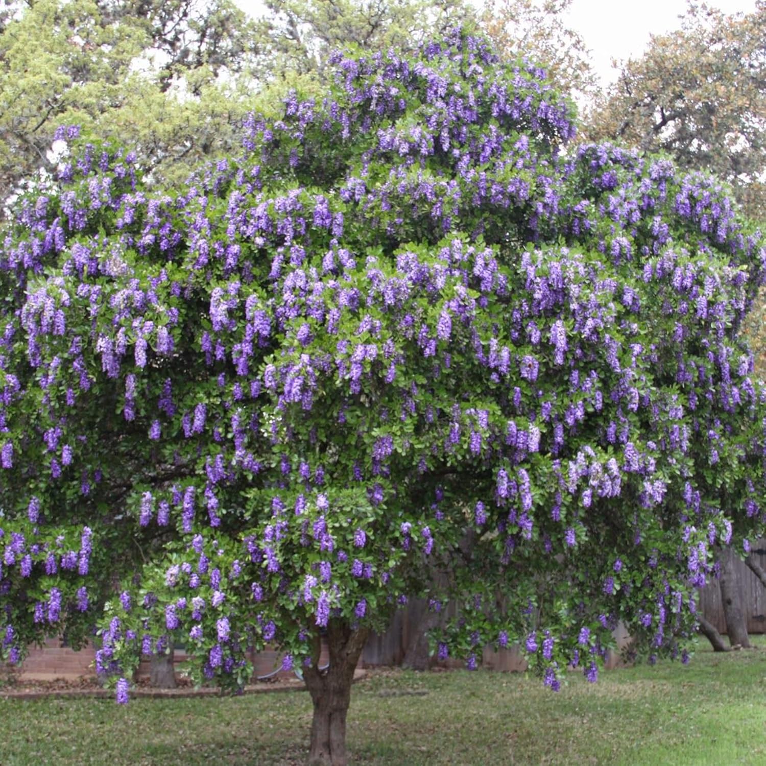 Texas Mountain Laurel Seeds Sophora Secundiflora Evergreen Tree Fragrant Purple Flowers Drought