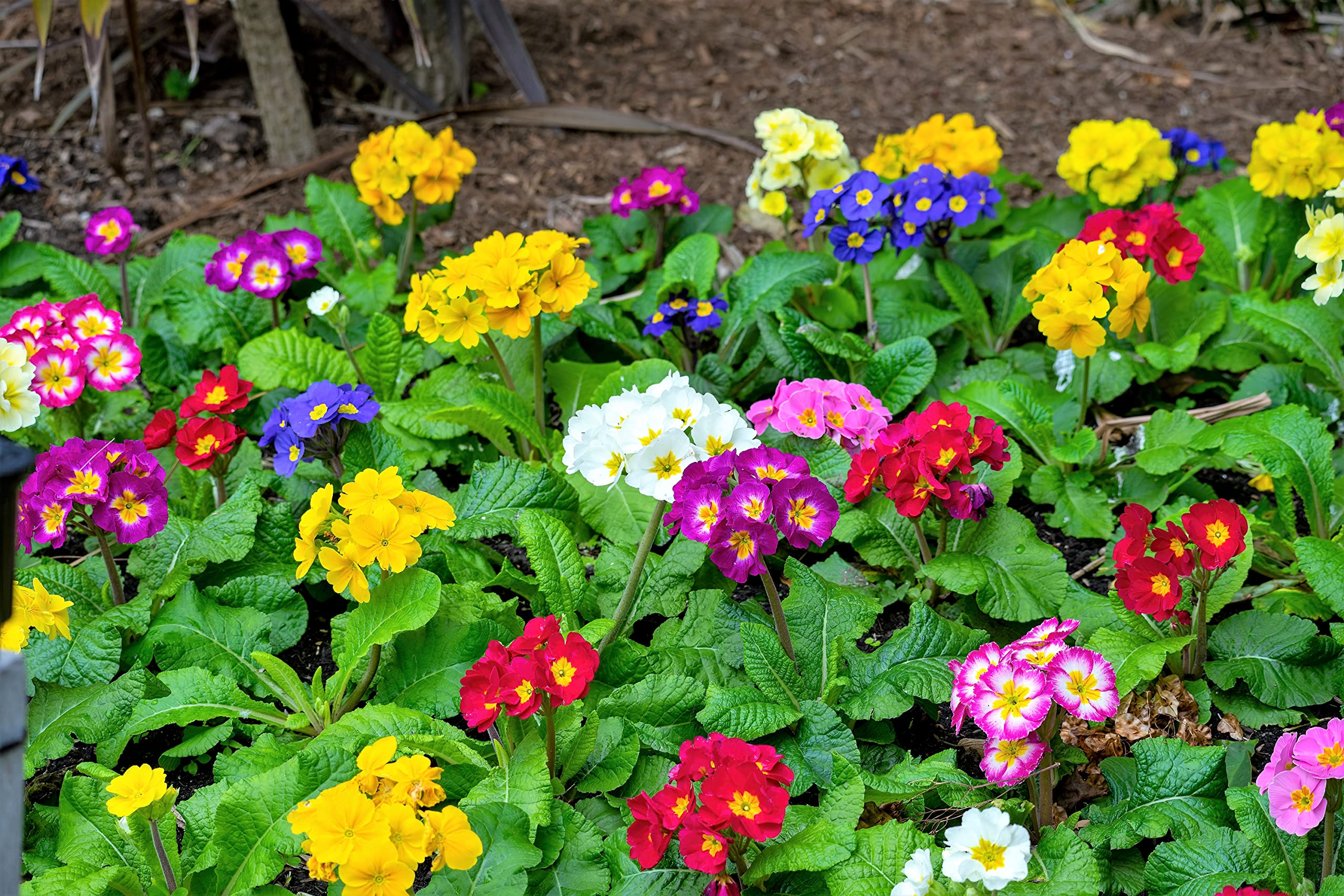 Primula Seeds for Planting Primula Vulgaris mixed colors flower bed window box