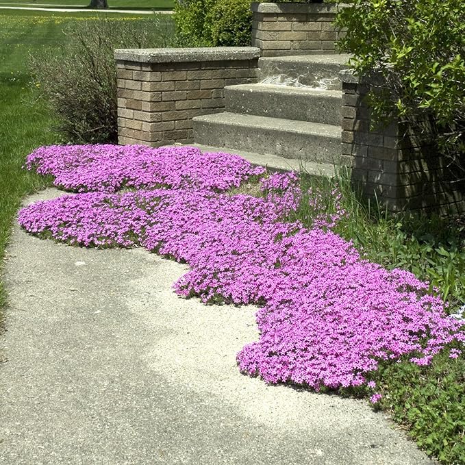 Creeping Thyme Seeds for Low-Growing, Fragrant Groundcover
