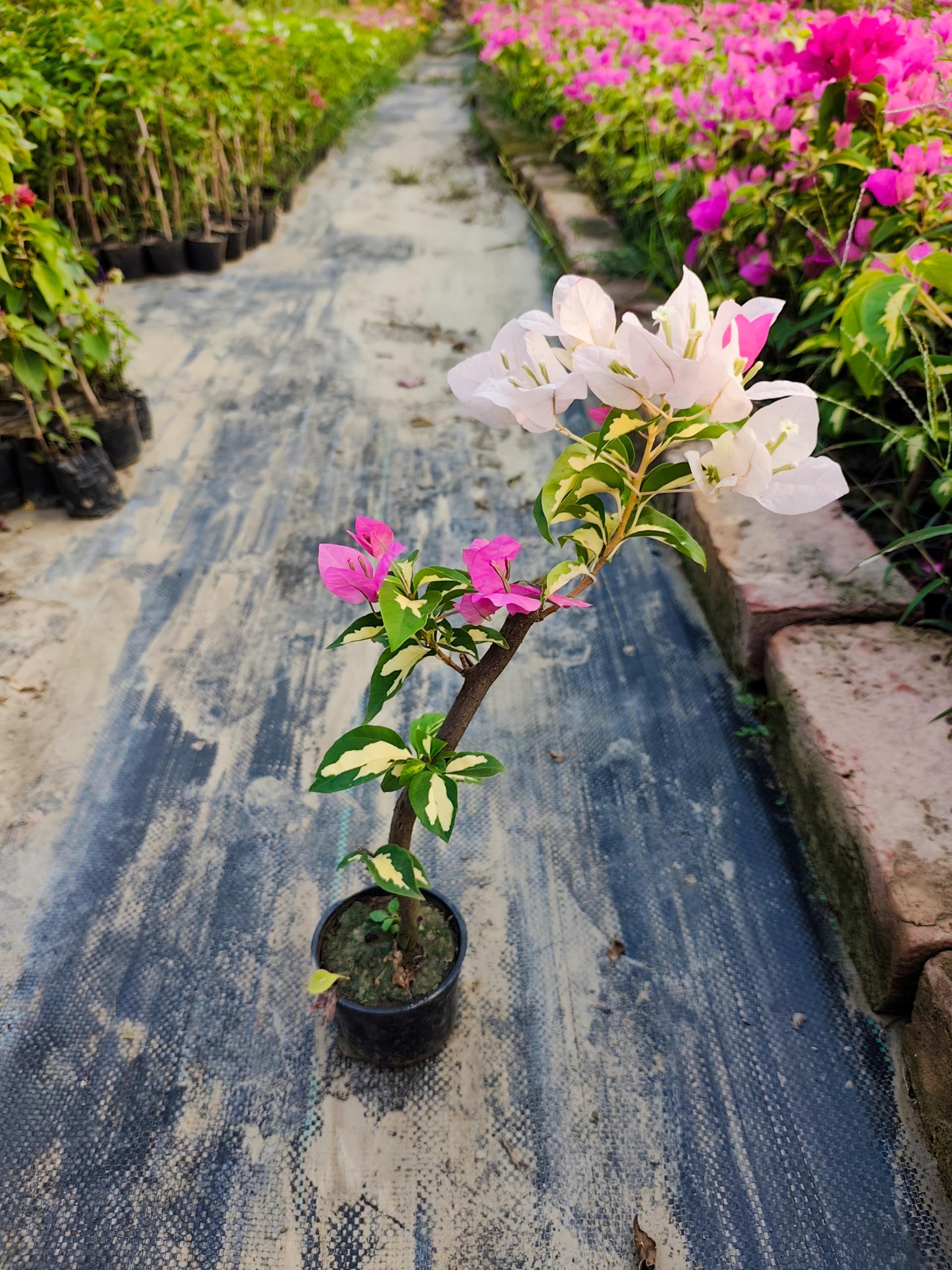 Climbing Bougainvillea Flower seeds for Planting - Low Maintenance, Heirloom & GMO Free Seeds for Home Garden