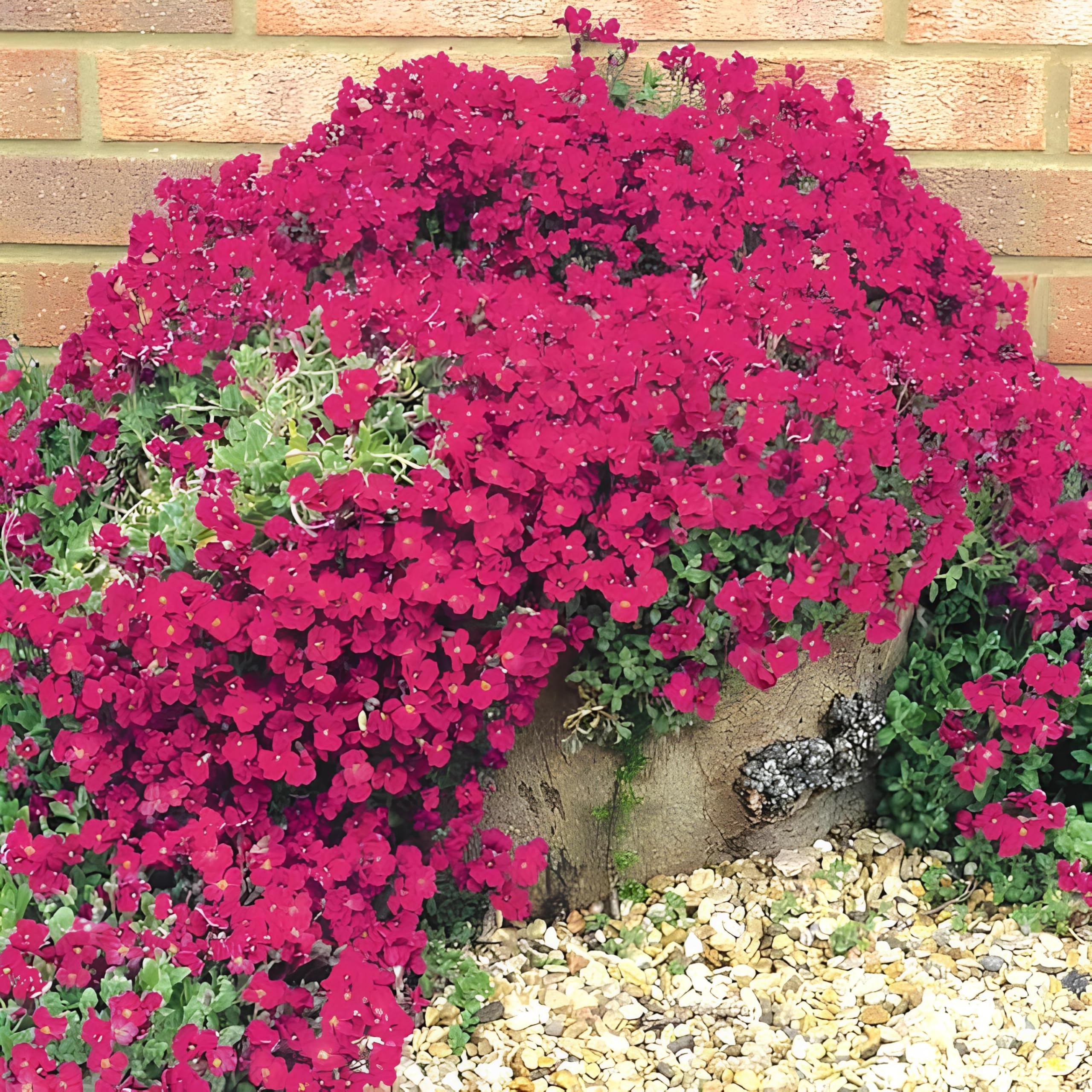 Aubrieta Berro Flower seeds for Planting - Shade Tolerant, Heirloom & GMO Free Seeds for Home Garden