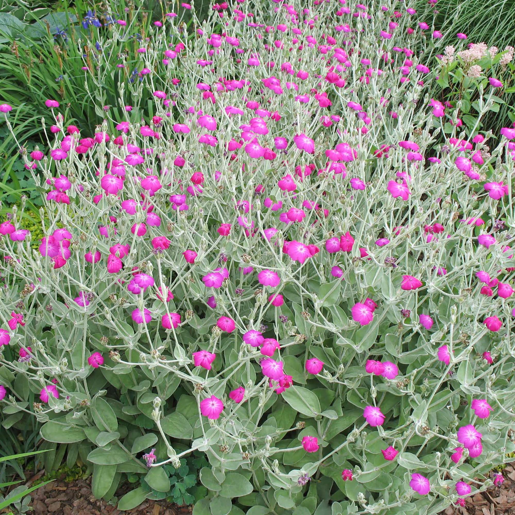 Lychnis Rosette Flower Seeds – Charming Perennial with Clusters of Color