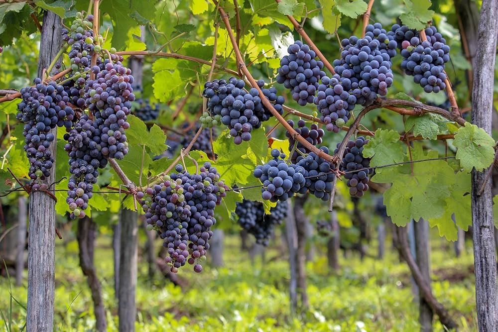 Merlot Grape Seeds for Planting - Grow Your Own Wine Grapes