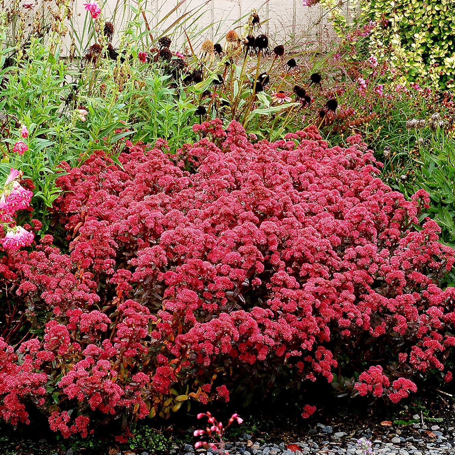 Sedum Seeds Showy Stonecrop Border Perennial Cut Flowers Deer & Rabbit Resistant Drought Tolerant