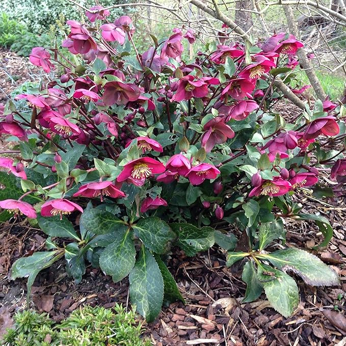Hellebore Helleborus spp. Flower Seeds for Planting in Flower Bed & Garden
