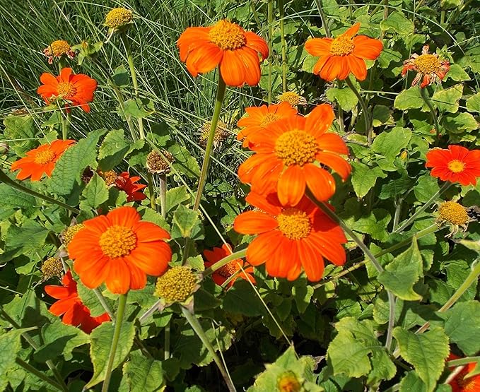 Red Mexican Sunflower Seeds for Bold Red Blooms