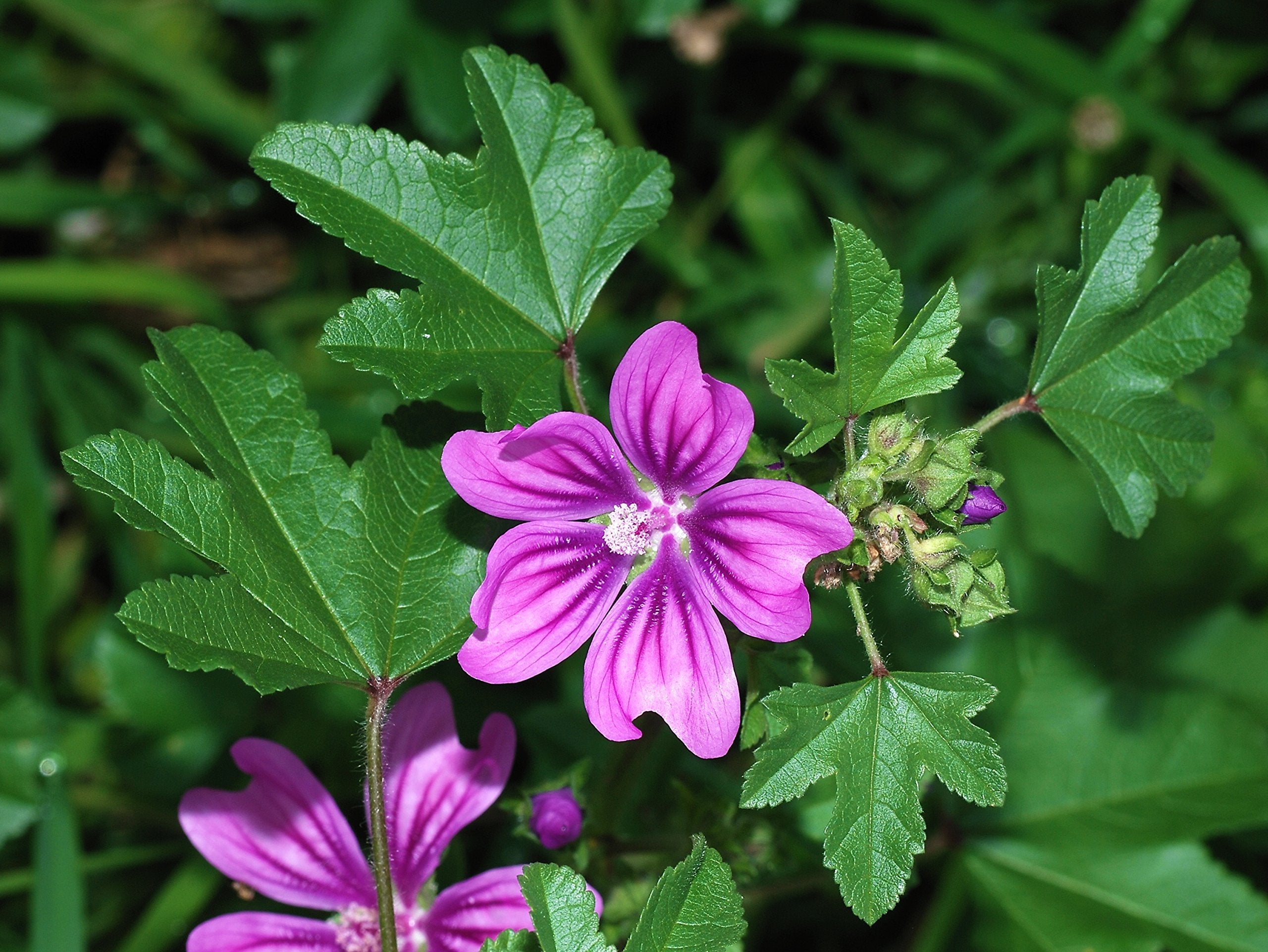 Malva Seeds Malva for Planting in Flower Bed & Garden