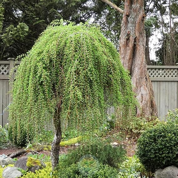 Weeping Larch Tree Seeds For Planting: Embrace The Elegance Of Unique Deciduous Trees In Your Garden