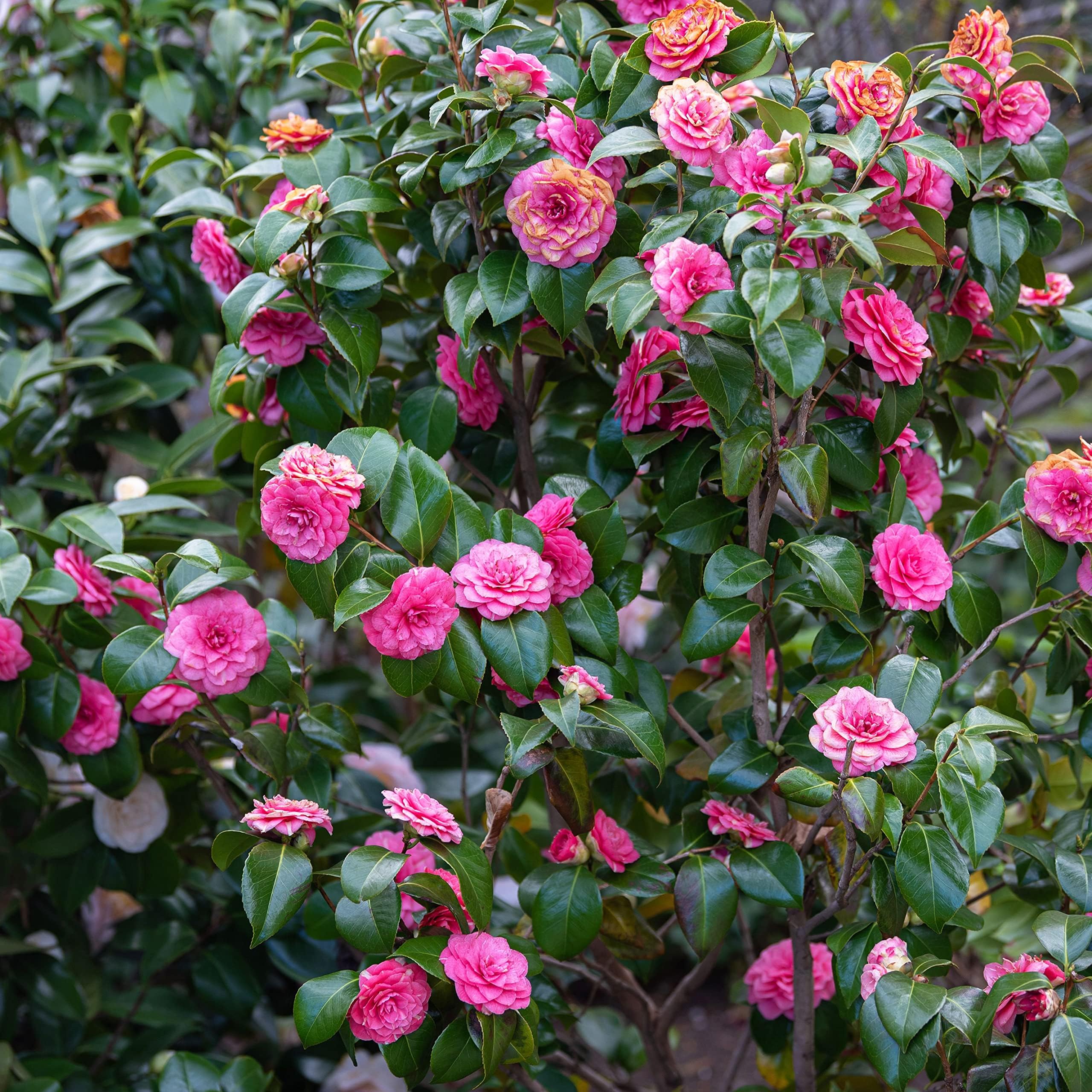 Camellia Flower seeds for Planting Long Bloom Season Heirloom & GMO Free Seeds for Home Garden