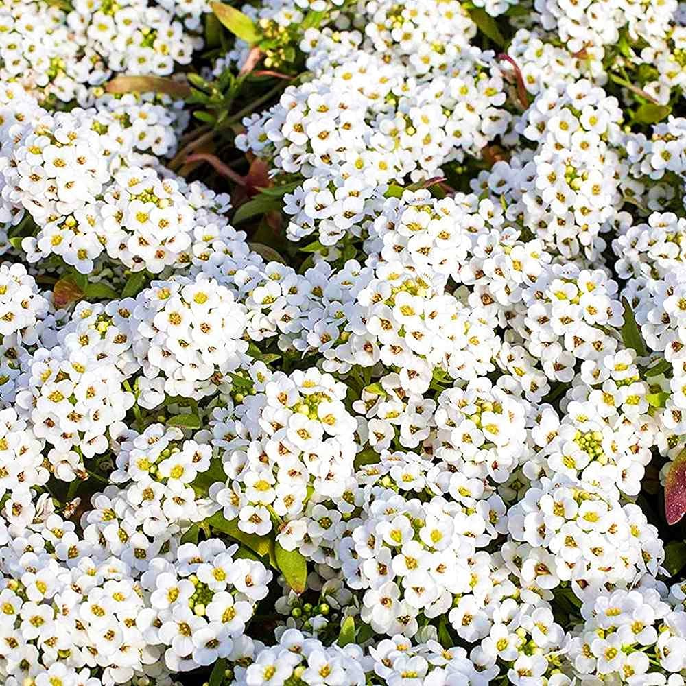 Alyssum Lobularia Maritima Flower Seeds