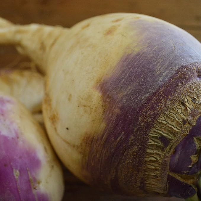 Amerikanische Lila Top Rutabaga Seeds for Heirloom, Purple Rutabaga
