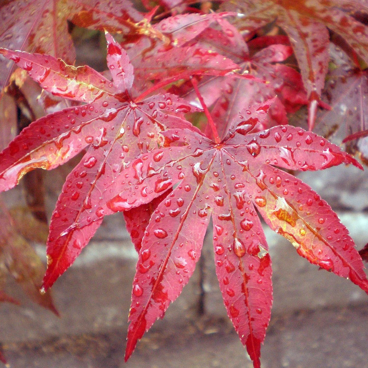 Japanese Maple Seeds Acer Palmatum ’Atropurpureum’ Low Maintenance Hardy Deciduous Specimen