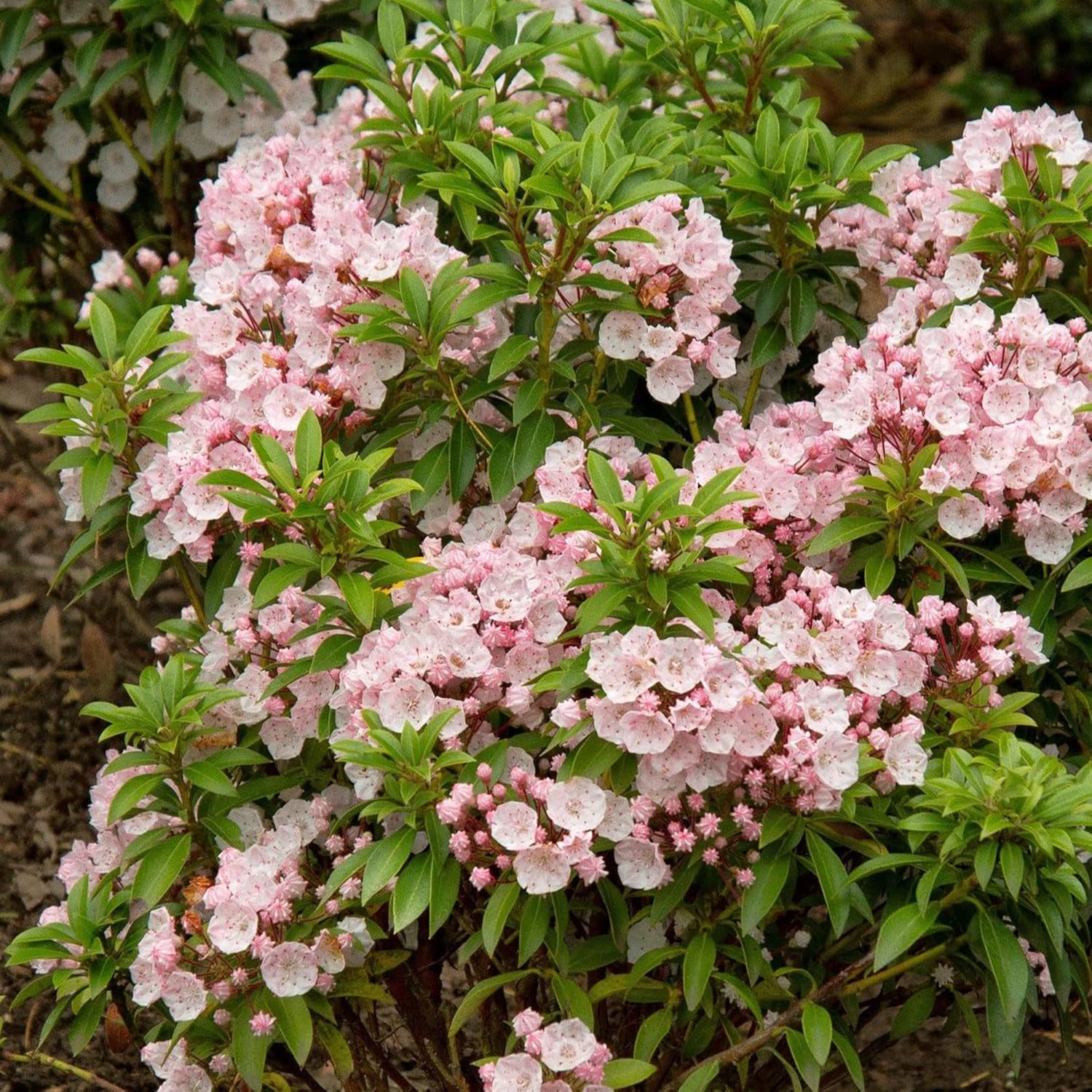 Mountain Laurel Seeds Kalmia Latifolia Flowering Evergreen Shrub Showy And Intricate Flowers Glossy