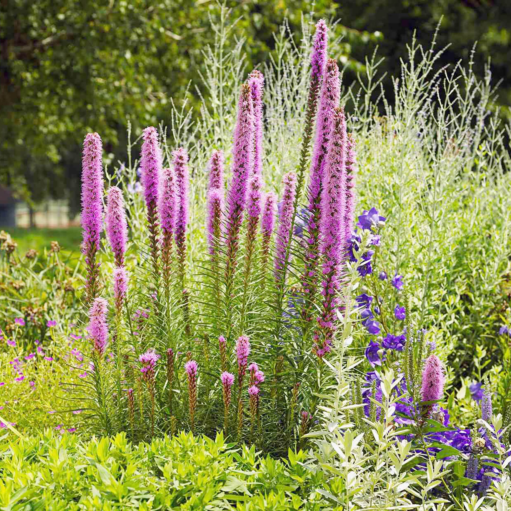 Blazing Star Liatris spicata Seeds for Planting in Flower Bed