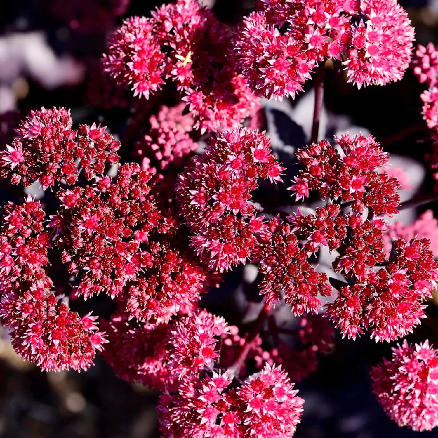 Sedum Seeds Showy Stonecrop Border Perennial Cut Flowers Deer & Rabbit Resistant Drought Tolerant