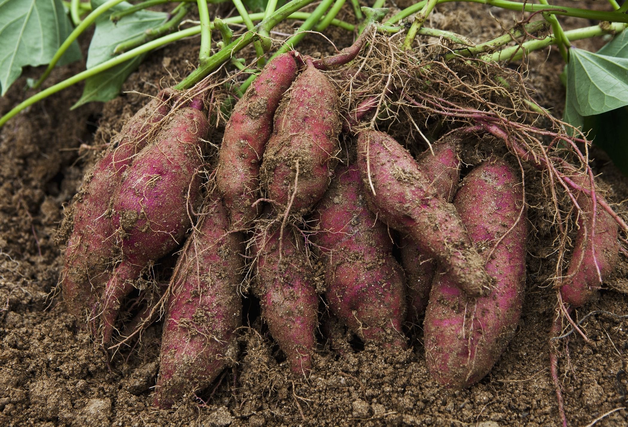 Sweet Potato Vegetable Seeds Ipomoea batatas for Planting in Vegetable Patch