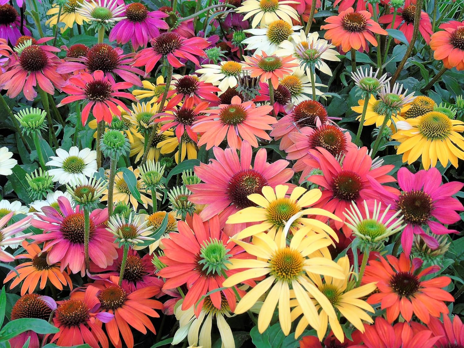 Echinacea Spirit Flower Seeds for Vibrant Purple Echinacea