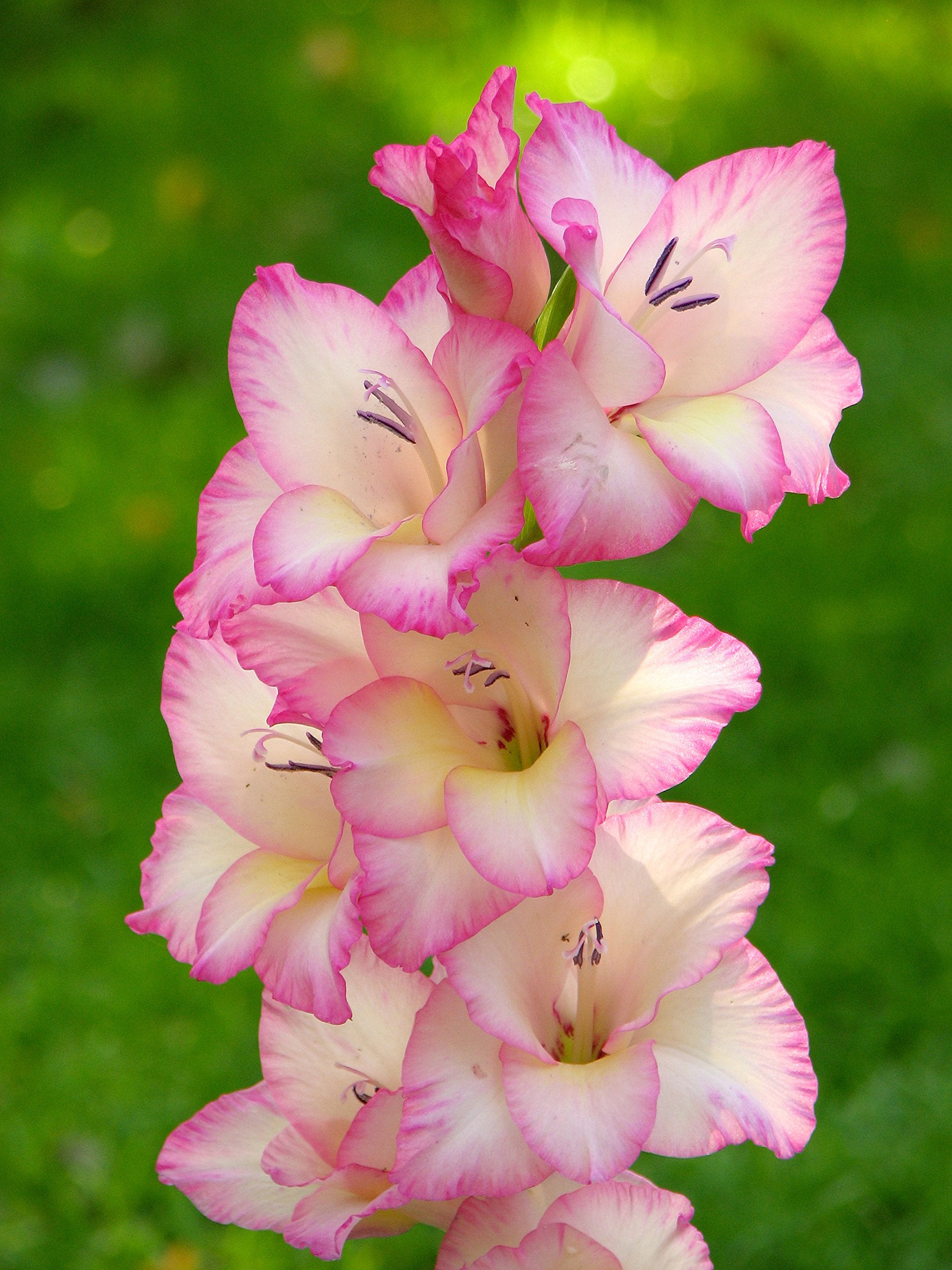 White Pink Perennial Gladiolus Flower seeds for Planting - Low Maintenance, Heirloom & GMO Free Seeds for Home Garden