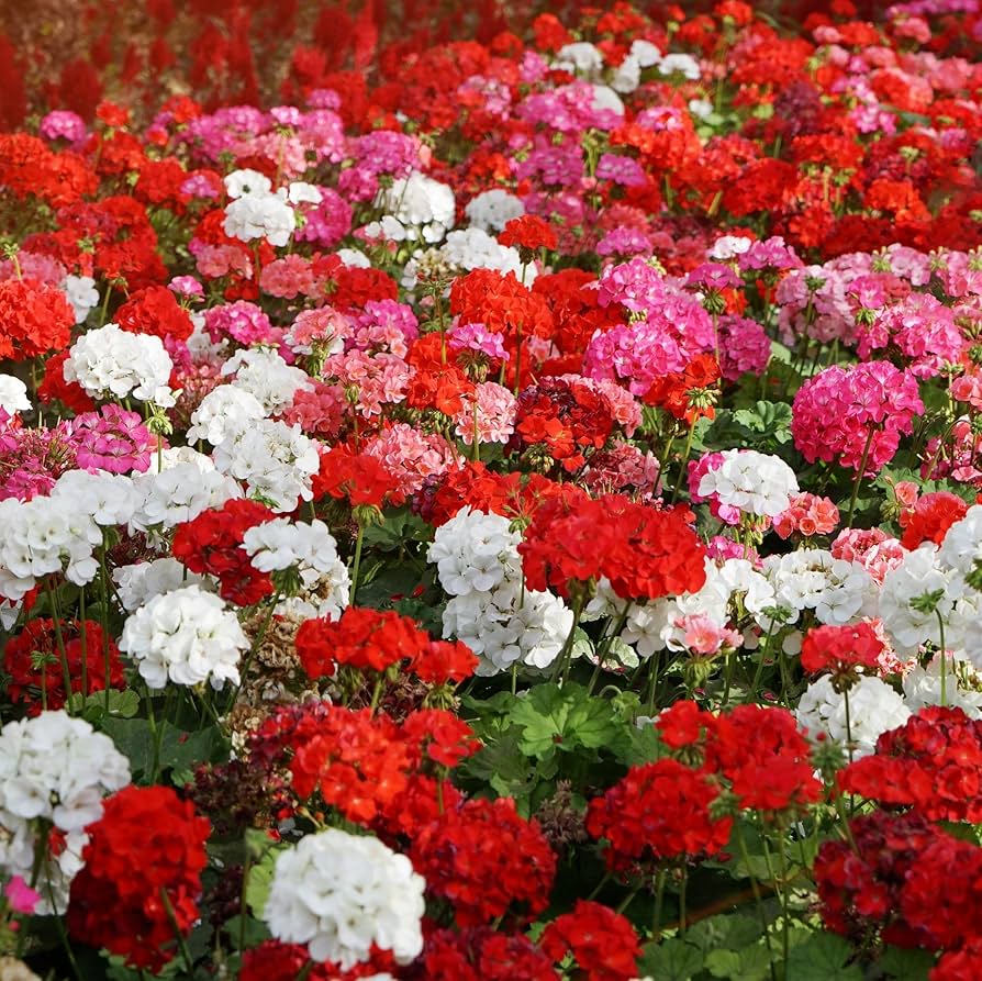 Geranium Pelargonium Hortorum Seeds for Planting - Vibrant Blooms for Flower Bed & Home Garden
