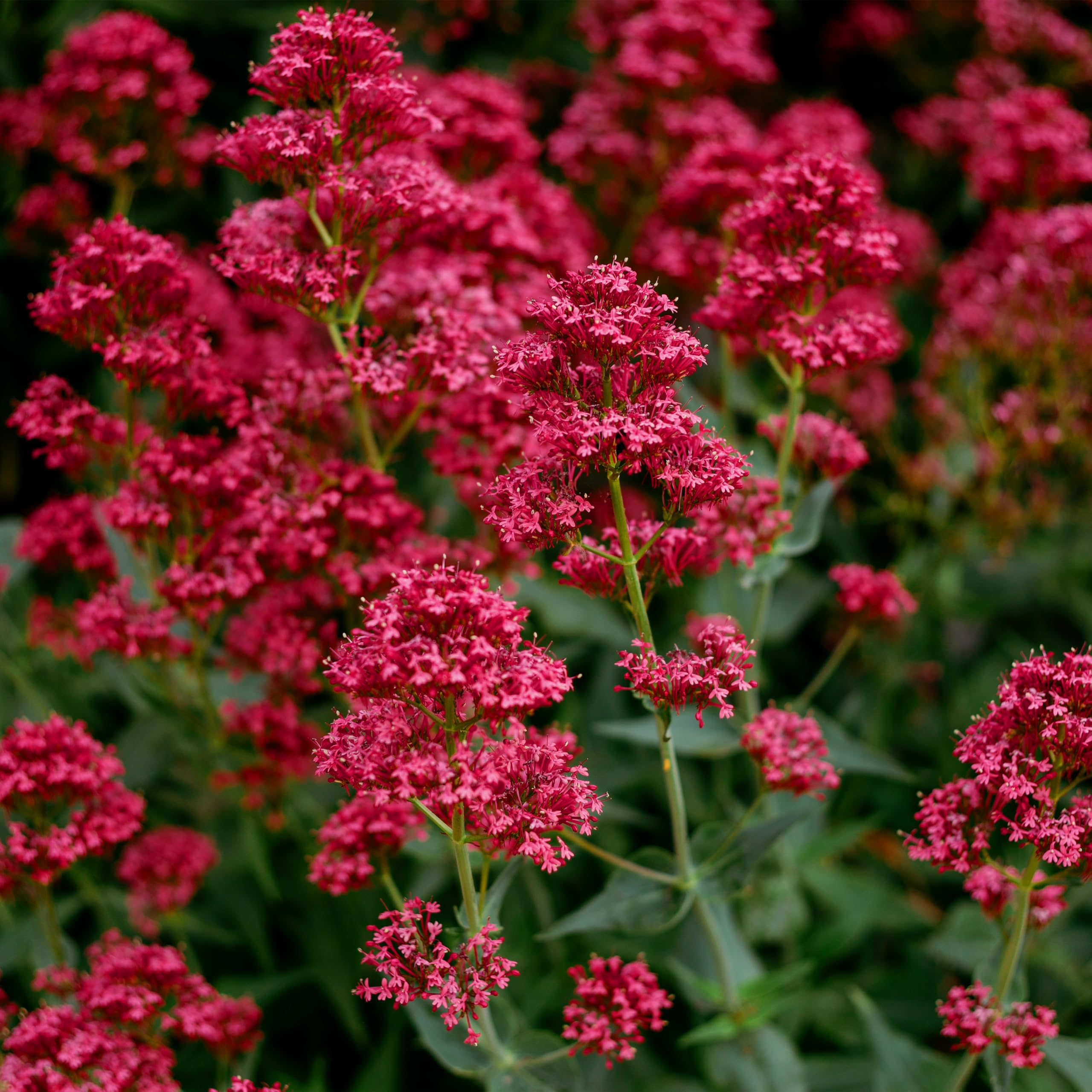 Red Jupiter's Beard Flower Seeds - Perennial Planting for Vibrant Blooms - Evergrowseeds