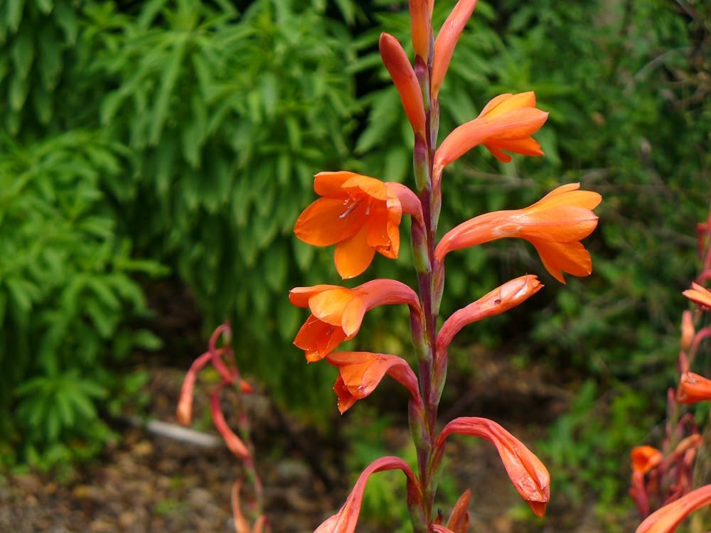 Bugle Lily Watsonia Plant Flower Seeds for Planting Heirloom Non-GMO Seeds