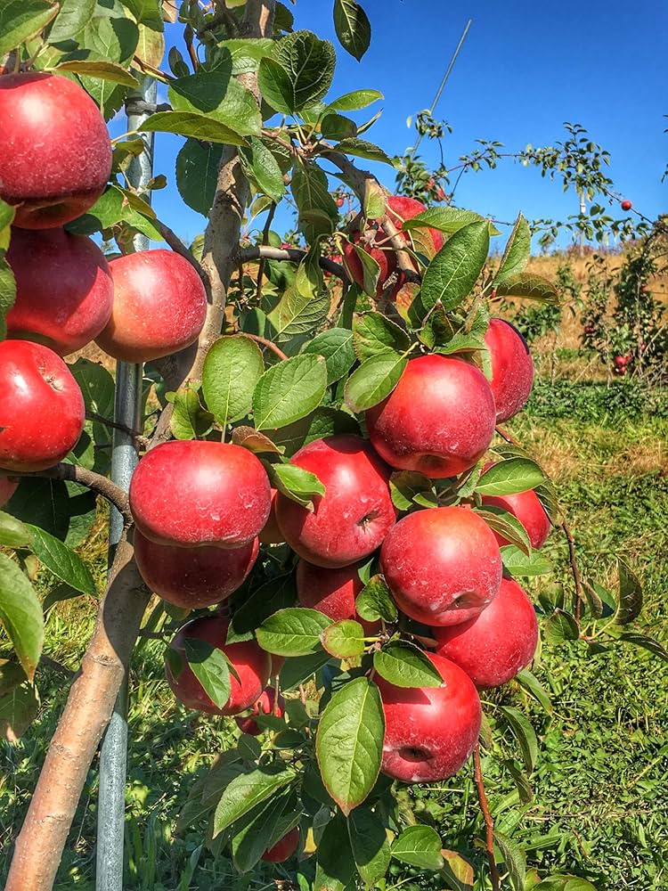 Apple Seeds for Planting Malus domestica for orchard rows and edible landscapes