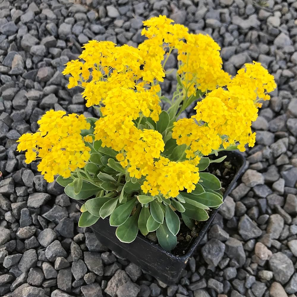 Alyssum Basket of Gold Seeds for Planting - Perfect for Flower Bed & Garden