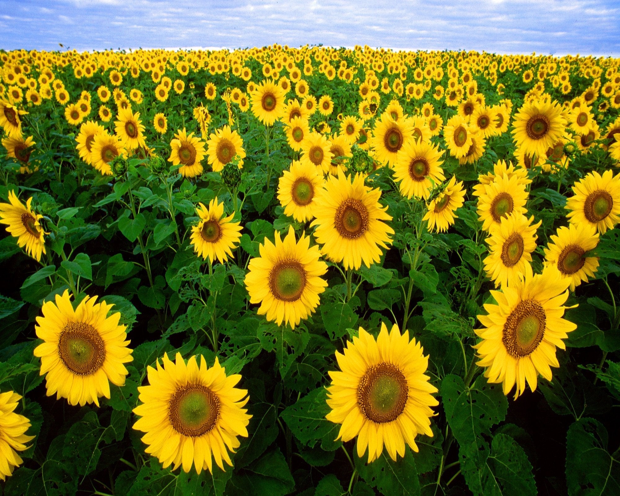 Sunflower Seeds for Planting Helianthus Annuus flower bed pollinator garden