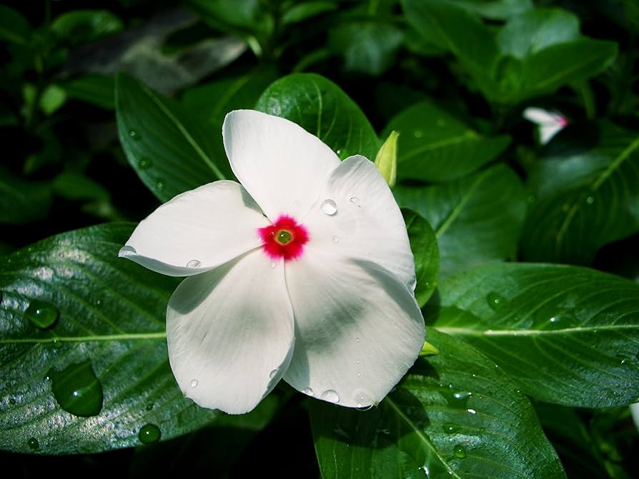 Nana Vinca Little Bright Eyes Flower Seeds