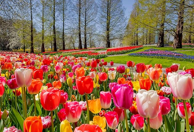 Double Tulip Seeds, Rare Flower Seeds, Perennial Bonsai Plant, Gift for Home Garden