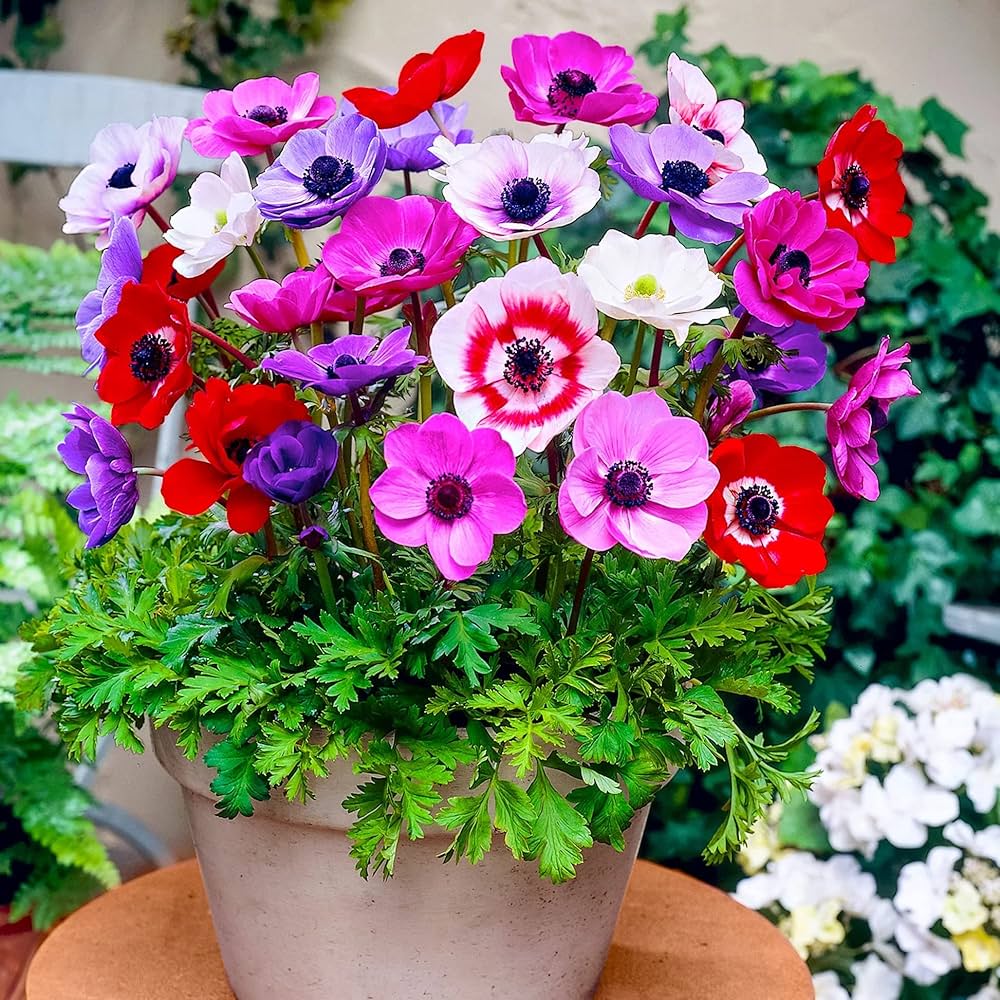 Mixed Colour Anemone Flower Seeds for Planting Compact Growth Heirloom & GMO Free Seeds for Home Garden
 
 Sale