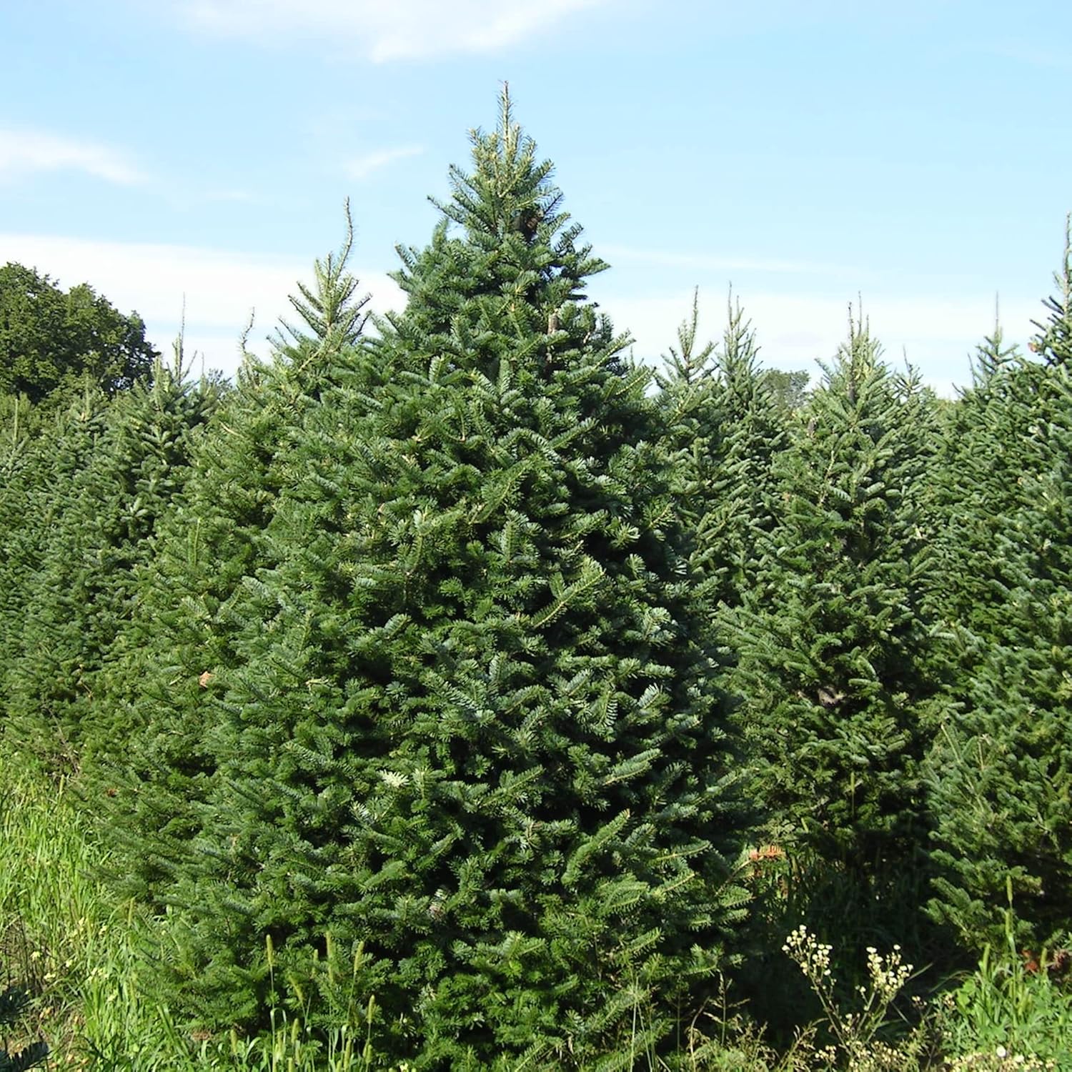 Balsam Fir Seeds Abies Balsamea Evergreen Conifer Tree Aromatic Foliage Attractive Shape Low