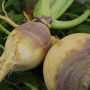 Amerikanische Lila Top Rutabaga seeds for purple rutabaga