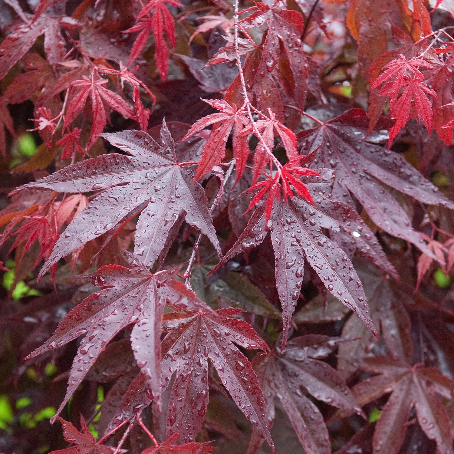 Japanese Maple Seeds Acer Palmatum ’Atropurpureum’ Low Maintenance Hardy Deciduous Specimen