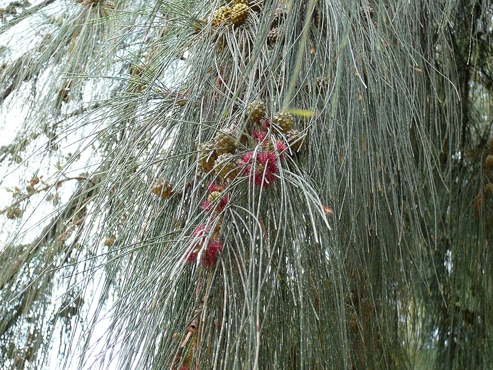 Larch Tree Seeds for Planting Larix decidua for landscaping and large gardens