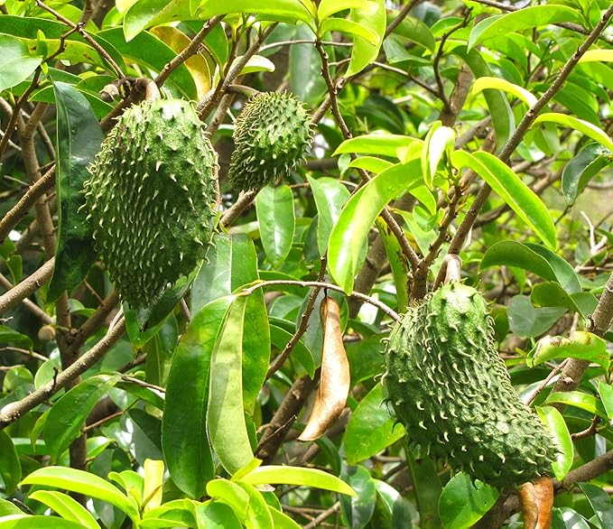Giant Soursop Annona muricata Tropical Fruit Seeds for Planting in Tropical Garden