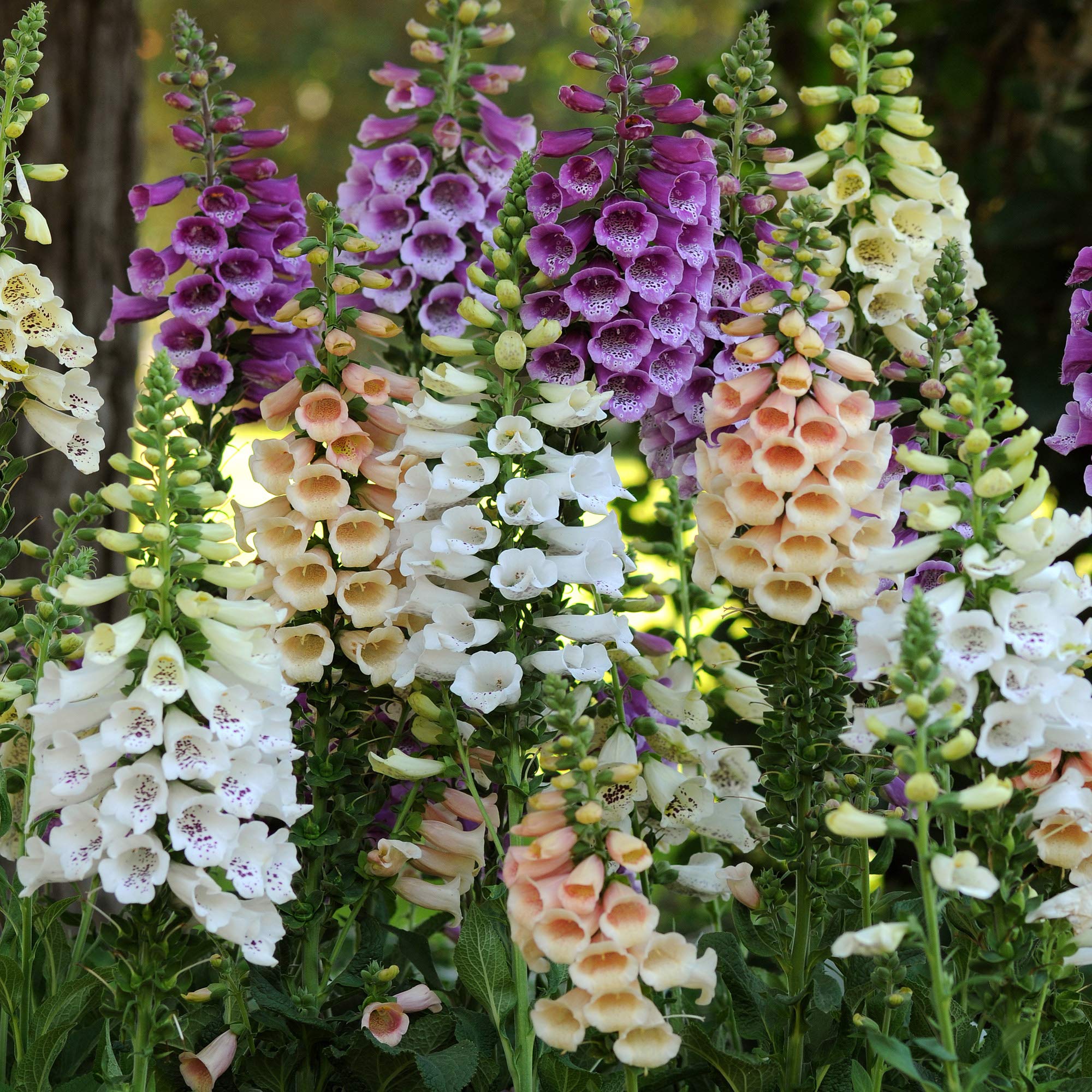 Fritillaria Digitalis Seeds for Planting in Flower Bed & Garden