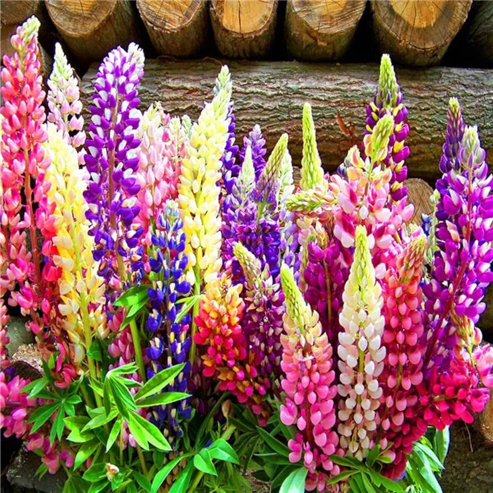 Colorful Lupine Seeds Lupinus polyphyllus for Planting in Cottage Garden and Flower Border - Evergrowseeds