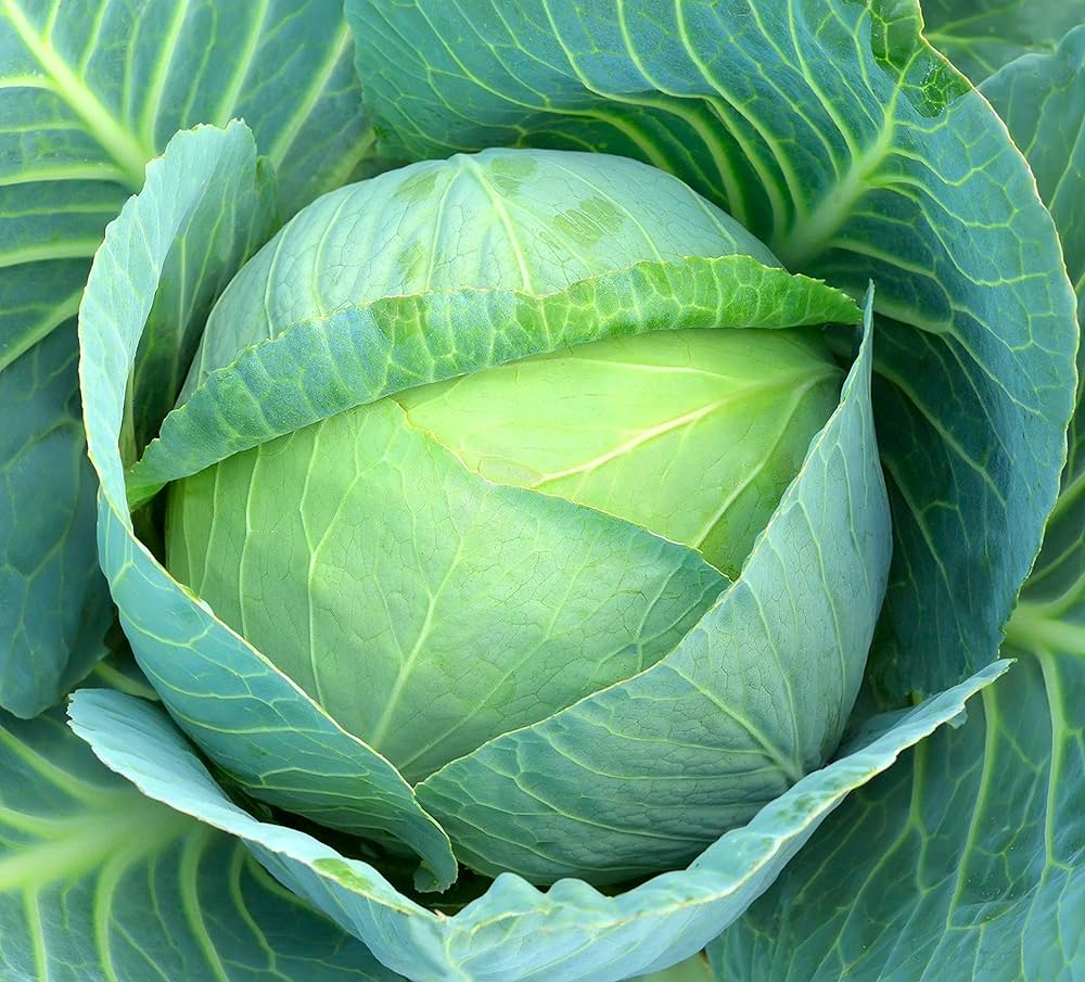 Cabbage Seeds Brassica oleracea for Planting in Vegetable Patch